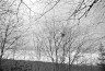 6-70 (36) random birds nest shot