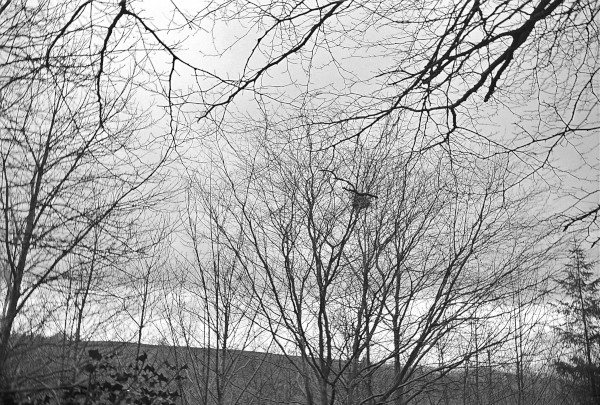 image 6-70 (36) random birds nest shot