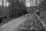 6-56 (13) grunhalle monoposto